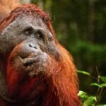 TAMAN NASIONAL TANJUNG PUTING, Surga di Belantara Sampit