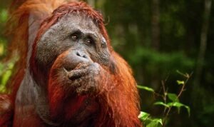 TAMAN NASIONAL TANJUNG PUTING, Surga di Belantara Sampit