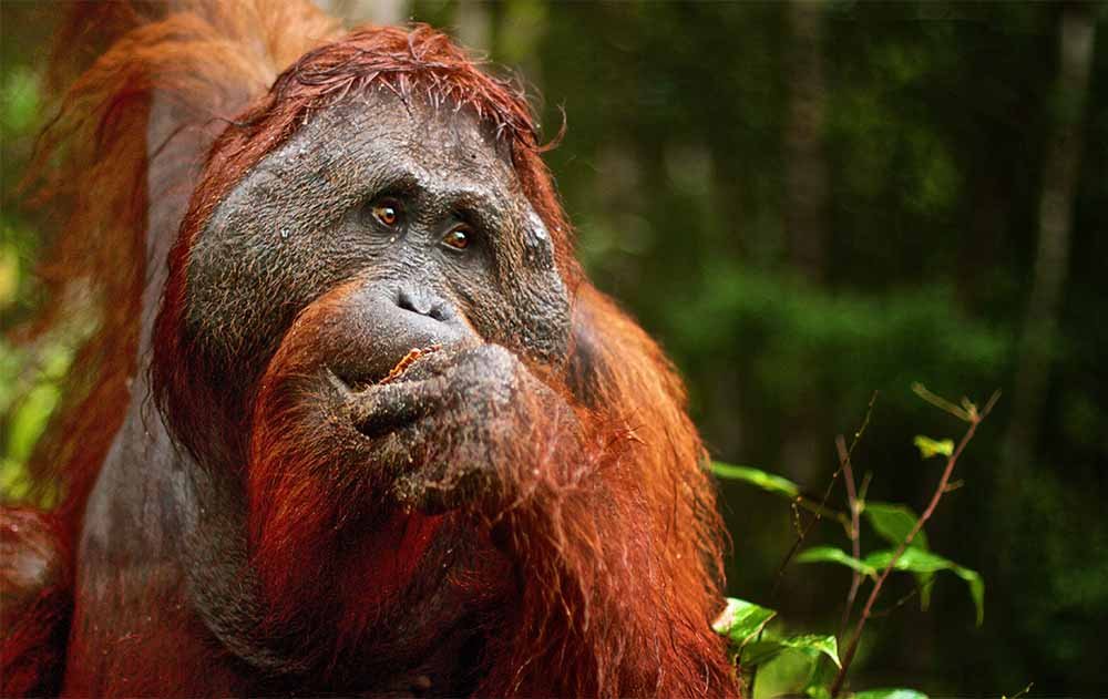 TAMAN NASIONAL TANJUNG PUTING, Surga di Belantara Sampit