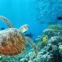 GREAT BARRIER REEF, KEAJAIBAN DUNIA
