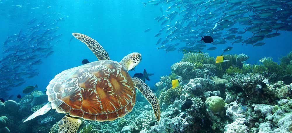 GREAT BARRIER REEF, KEAJAIBAN DUNIA