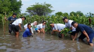 Perwakilan Sharp bersama masyarakat setempat melakukan penanaman bibit pohon mangrove di Pulau Tunda (Foto: Sharp Indonesia)