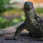 PERINDU PULAU BIAWAK DI UTARA INDRAMAYU