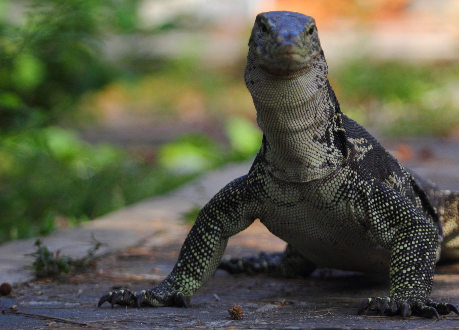 PERINDU PULAU BIAWAK DI UTARA INDRAMAYU